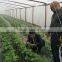 HOT SALE!!high quality knitted plant BOP climbing net/trellis/cucumber plant climbing net