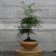 hover plant pots air floating bonsai pots