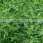Andrographis Paniculata Extract Andrographolide from GMP Manufacturer