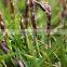 Zoysia Japonica