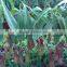 Nepenthes sp.