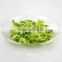 Hot product dehydrated cabbage hot selling products in china