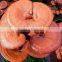 Traditional Chinese Medicine Ganoderma Lucidum Polysaccharide