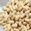Arachis hypogaea Seeds