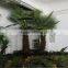 garden/landscaping/home decorative indoor palm trees