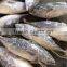 frozen skate wing of bonito tuna
