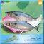 Frozen Mackerel From China Seafood Market
