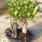 Ficus Stone Bonsai