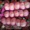 New Crop Chinese 5.5cm Pure White Fresh Garlic small packing in mesh bag