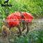 BlackDoggy Waterproof Raincoat for Dog Keep Puppy Dry Rainy Day Walking
