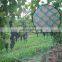 Agricultural plastic netting knitted anti bird net for vineyard