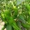 Pepper Seeds Sweet Pepper Greenhouse Plant Pepper Seeds No.27