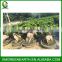 Ginseng Ficus 5kg (1)