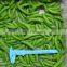 Manufacturer and Exporter of IQF Frozen Sweet Sugar Snap Pea