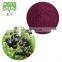 Black Currant Extract Black Currant Fruit Powder