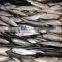Frozen sardine fish Sardinella longiceps from pacific ocean