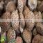 Magic shiitake mushroom