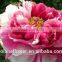 kunming importers of fresh flowers single stem pink penoies flowers