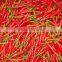 Fresh Chilli - Cheap price
