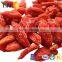 TTN sale 2015 new China ningxia dried goji berry price