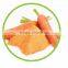 TTN Freeze Dried Vegetables Powder Dried Carrot Powder