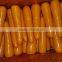 Fresh Red Carrot Packed in 10kg Carton for Korean Market