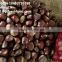 2016 new crop fresh chestnuts HACCP Gap Kosher EU standard