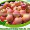 2015 china hot new crop delicious gala apple to Middle East
