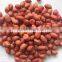 Chinese Long Type Peanut Kernels