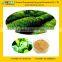Green Tea Extract Powder with Top Quality from GMP Manufacturer