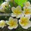 Yellow flowers Plumeria rubra L. cv. Acutifolia