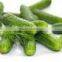 Best selling pickled cucumbers in jar & Gherkins 3-6cm, 480ml - Best quality!