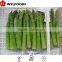 price of frozen green Asparagus green 2015 china