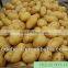 Shandong Fresh potatoes