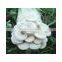 king oyster mushroom spawn growing kit