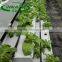 Farmers grow helper wild cabbage plant slot