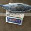 Frozen Fresh Bonito 750g up
