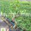 Ficus microcarpa bonsai tree in 15cm,20cm, 25cm ,30cm pot