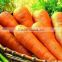 316 Chinese fresh carrots