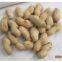 groundnut in shell