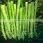 Sinocharm frozen vegetable ISO BRC  IQF Frozen Green Asparagus Spears L:15cm  Asparagus Whole