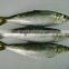 frozen sardine for tuna bait 110 pcs