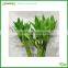 bar stool outdoor bamboo with 5 heads
