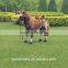 ride on animal horse