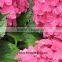 Fresh Cut Flowers Wholesale High Quality Cut Fresh Hydrangea With 50cm Long Stem