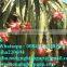 100% Natural Fresh Dragon Fruit from Vietnam-Ms Ha 84974258938