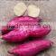 excellent quality sweet potato