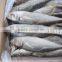 20cm+ Frozen Carapau/Horse Mackerel