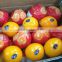 Excellent Grade A Fresh Citrus Fruits, Valencia and Navel Orange