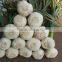 Best Price White Natural Fresh Garlic promotion